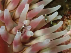 Chromopleustes oculatus thumbnail 2