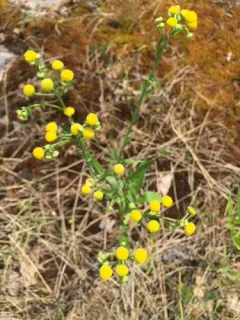 Costmary thumbnail 2