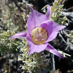 Sagebrush Mariposa Lily thumbnail 2
