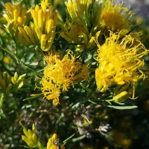Yellow Rabbitbrush