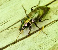Poecilus chalcites thumbnail 2