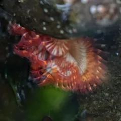 Red-trumpet Calcareous Tubeworm thumbnail 4