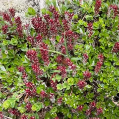 bearberry willow thumbnail 1