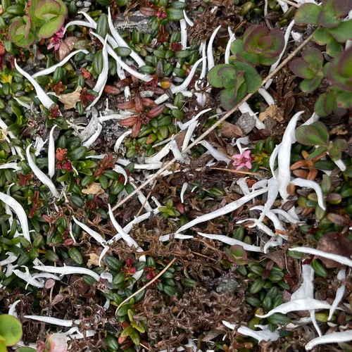 Whiteworm Lichen