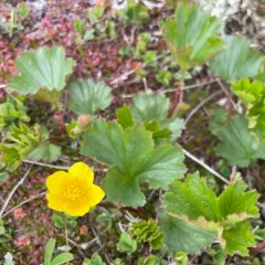Eastern Mountain Avens thumbnail 1