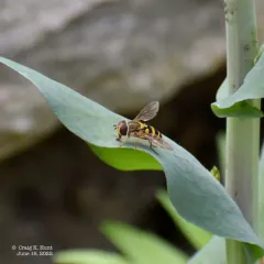 Yellow-legged Flower Fly thumbnail 4