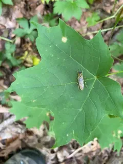 Xylomya simillima thumbnail 2
