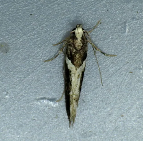 Y-backed Telphusa