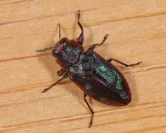 Chrysobothris azurea thumbnail 4