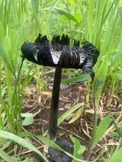 Star-capped Coprinus thumbnail 2