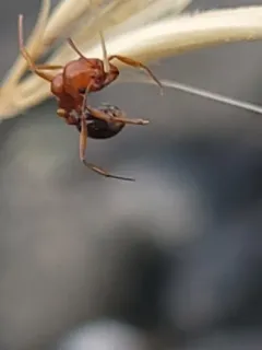 Aphaenogaster uinta thumbnail 2