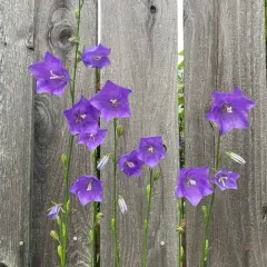 Peach-leaved Bellflower thumbnail 3