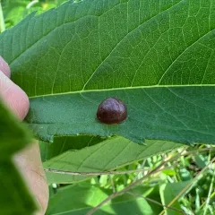 Sawtooth Sunflower Midge thumbnail 1
