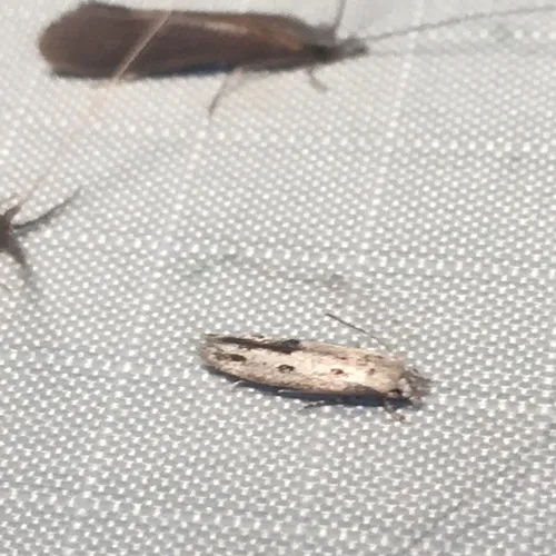 Mompha brevivittella