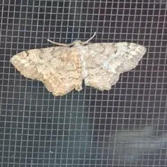 Pine Measuringworm Moth thumbnail 2