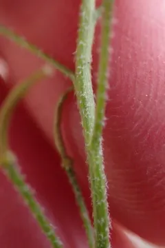 Puzzling Rockcress thumbnail 1