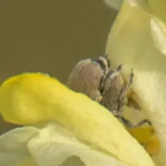 Mullein Weevil thumbnail 3