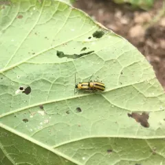 Striped Cucumber Beetle thumbnail 2