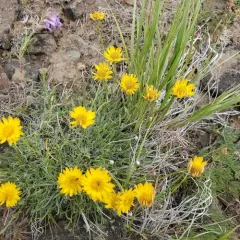 Desert Yellow Fleabane thumbnail 3
