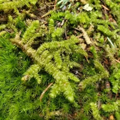 Pipecleaner Moss thumbnail 4