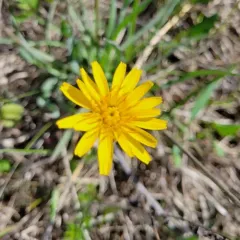 Pale agoseris thumbnail 3