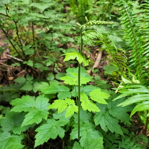 Tall Bugbane