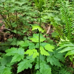 Tall Bugbane thumbnail 1