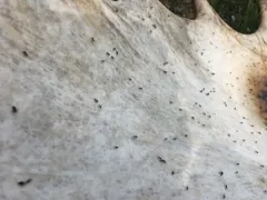 Antler Fly thumbnail 4