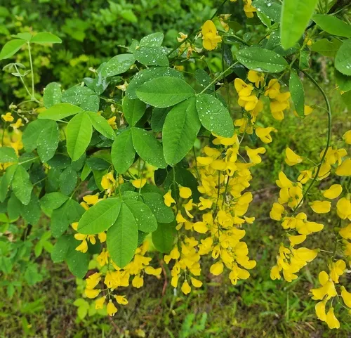 Common Laburnum