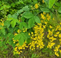 Common Laburnum thumbnail 1