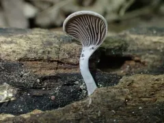Resupinatus dealbatus thumbnail 1