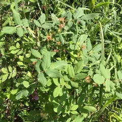 Prickly Wild Rose thumbnail 2