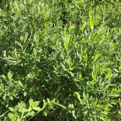 bog myrtle thumbnail 3