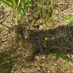 Lesser Spearwort thumbnail 4