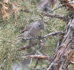 Oak Titmouse thumbnail 2