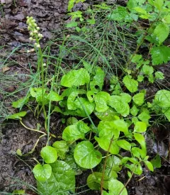 lesser wintergreen thumbnail 1