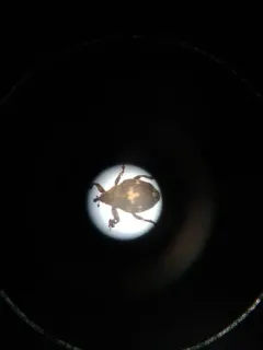 Mogulones crucifer thumbnail 4