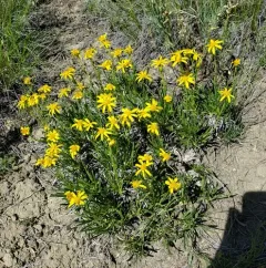 Thrift Mock Goldenweed thumbnail 2