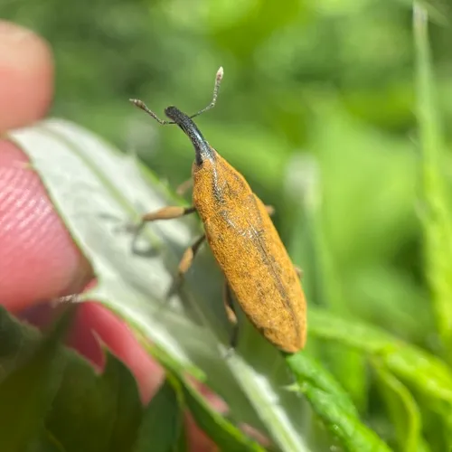 Rhubarb Weevil