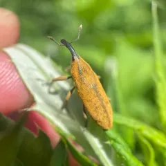 Rhubarb Weevil thumbnail 1
