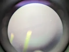Spotted Gar thumbnail 3