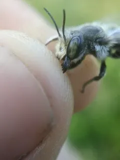 cranberry leafcutter bee thumbnail 4
