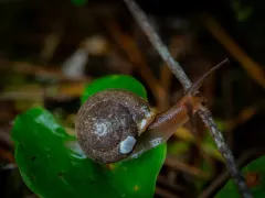 Redwood Hesperian thumbnail 2