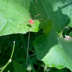 Golden Harvestman thumbnail 4