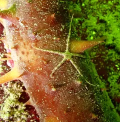 grey brittle star thumbnail 3