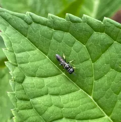 Crossocerus impressifrons thumbnail 2