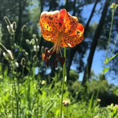 Michigan lily thumbnail 2