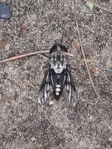 Three-spotted Horse Fly