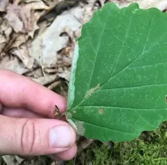 Sumac Leaftier Moth thumbnail 3