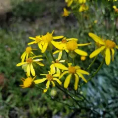 woolly groundsel thumbnail 1
